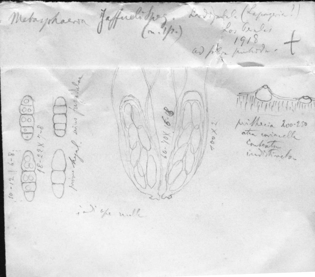 dibujo de Metasphaeria jaffueli Speg.