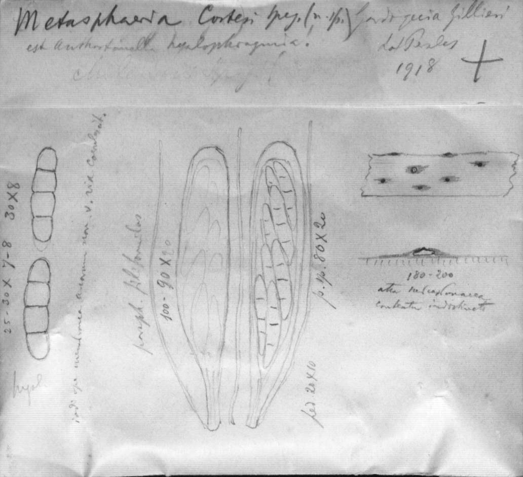 dibujo de Metasphaeria costesi Speg.
