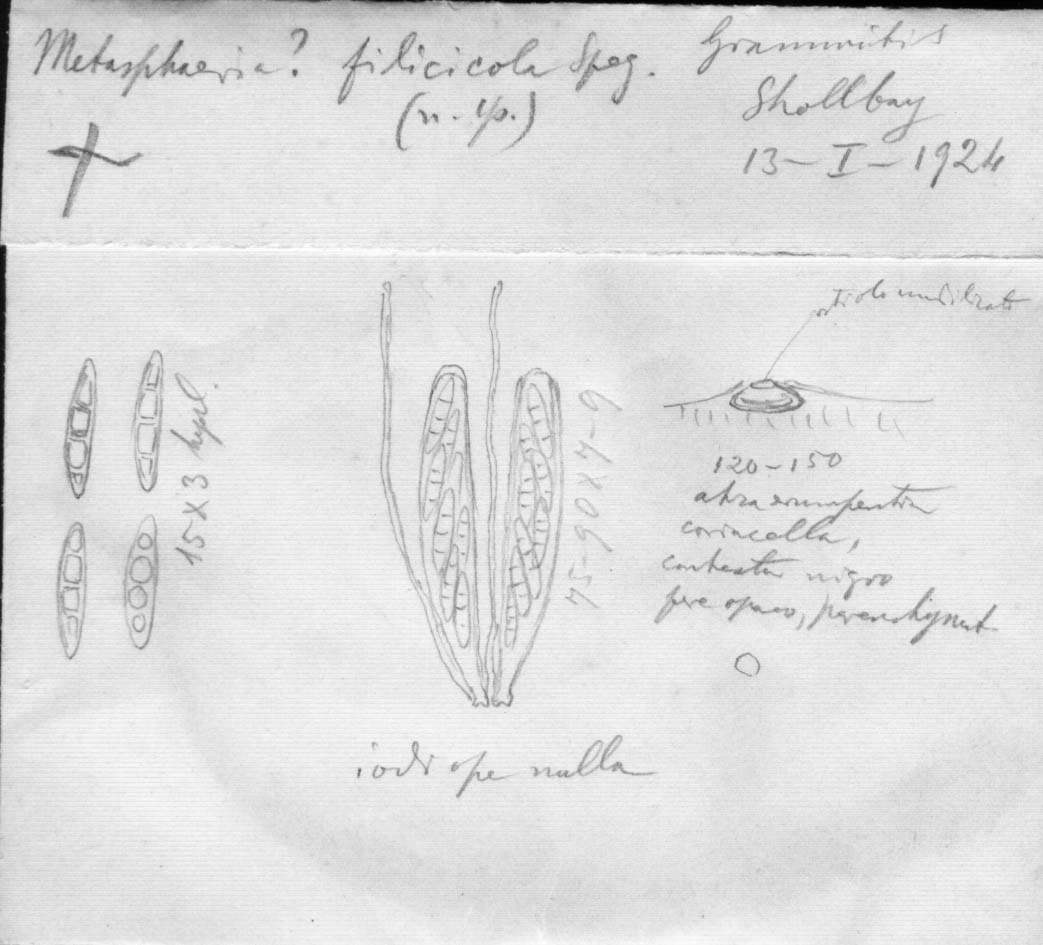 dibujo de Metasphaeria filicicola Speg.