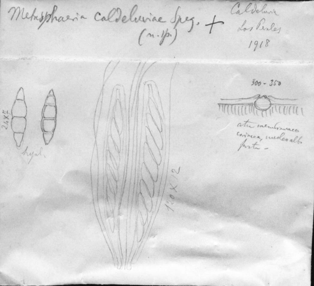 dibujo de Metasphaeria caldcluviae Speg.