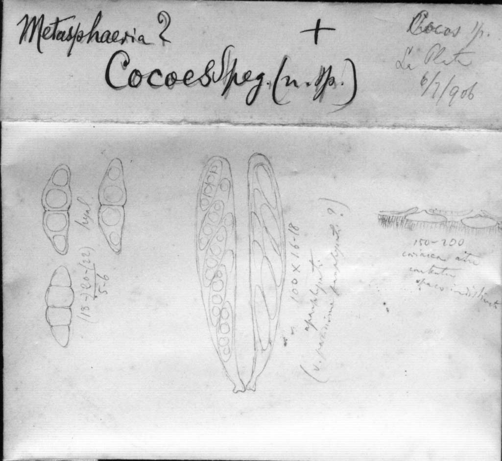 dibujo de Metasphaeria cocoës Speg.