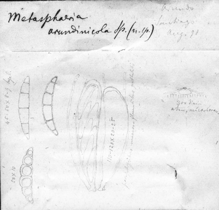 dibujo de Metasphaeria arundinicola Speg.