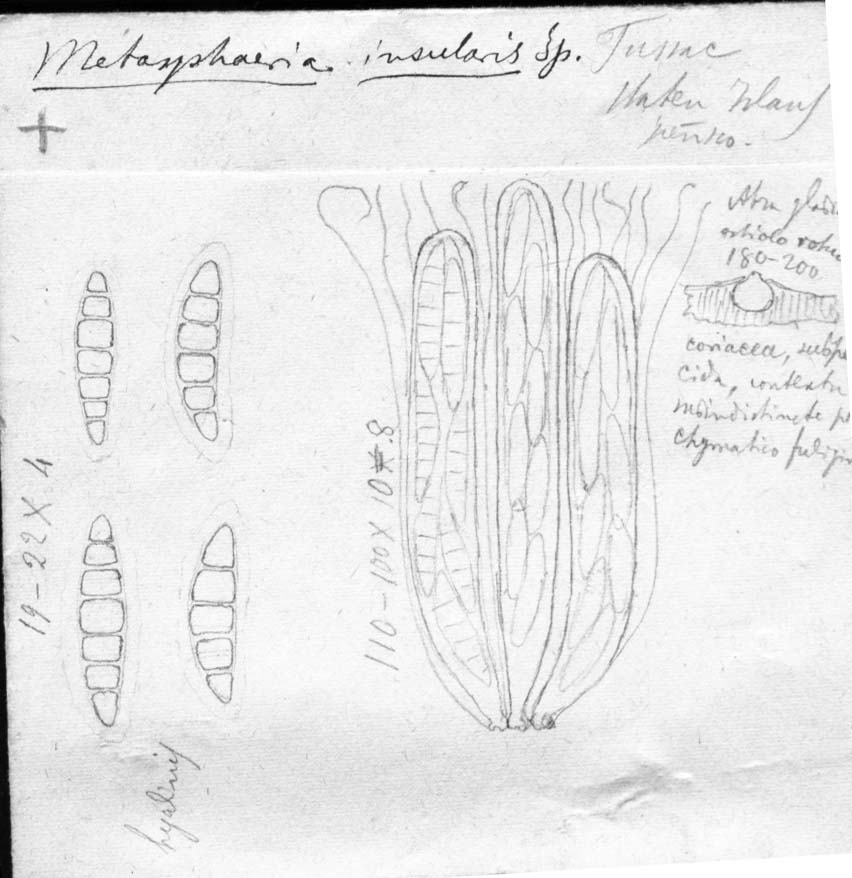 dibujo de Metasphaeria insularis Speg.