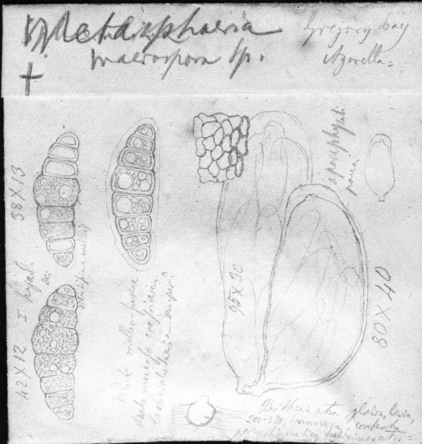 dibujo de Metasphaeria macrospora Speg.