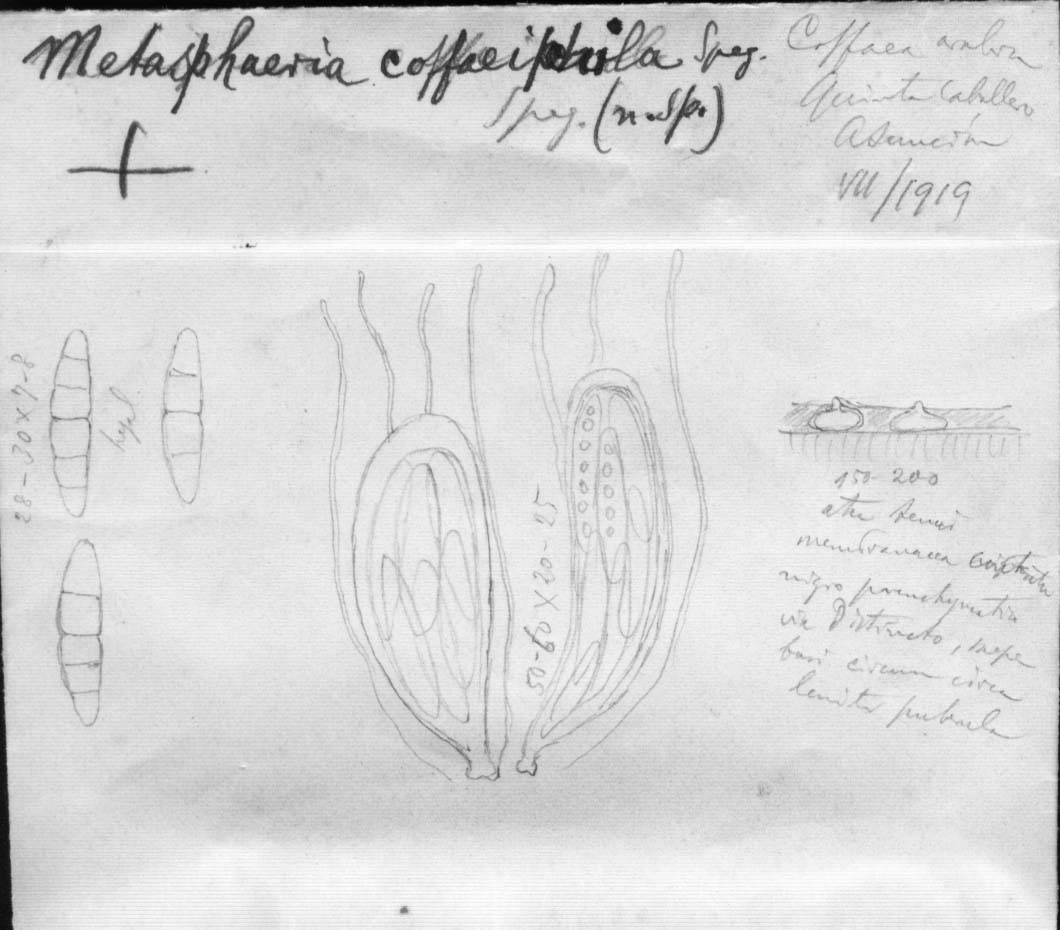 dibujo de Metasphaeria coffaeiphila Speg.