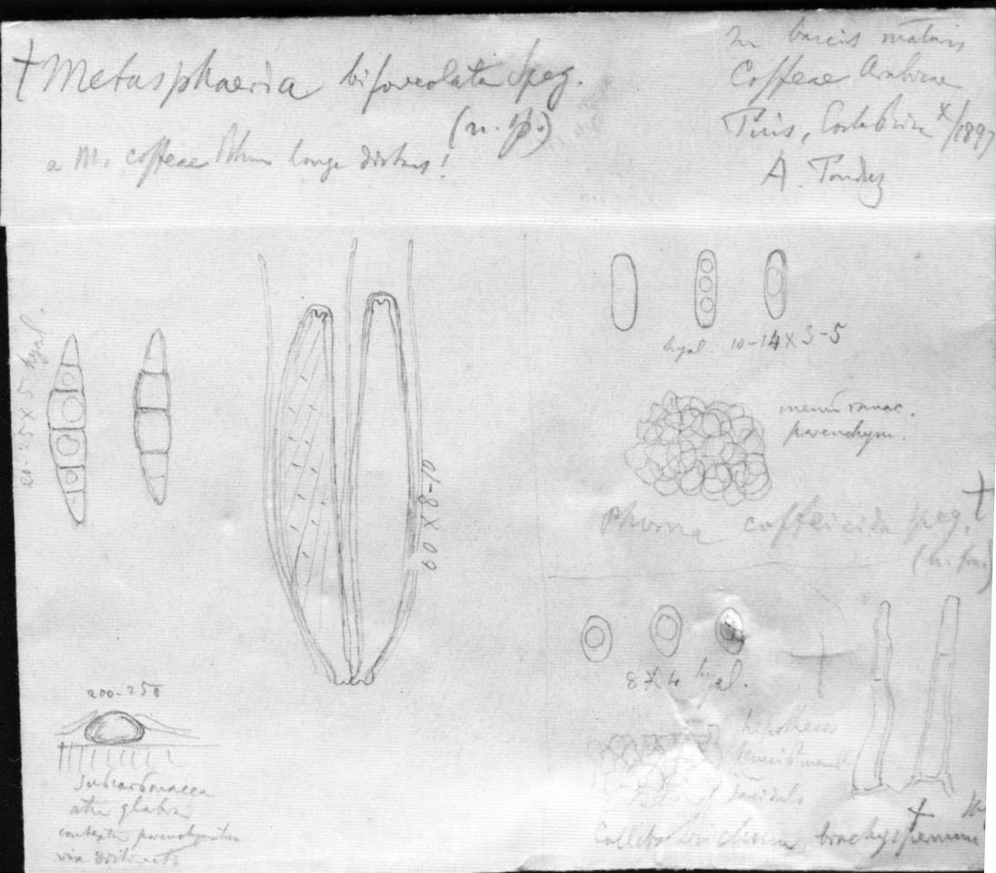 dibujo de Metasphaeria bifoveolata Speg.