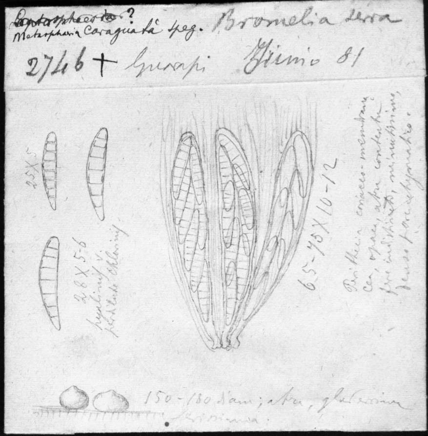 dibujo de Metasphaeria caraguata Speg.