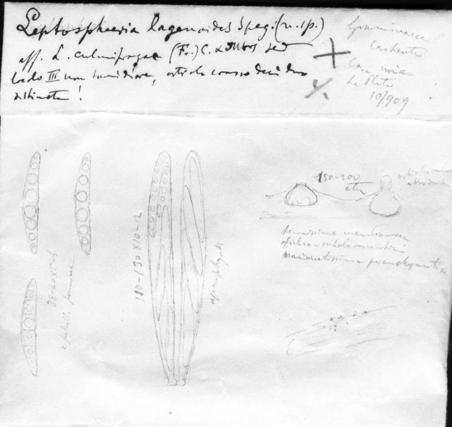 dibujo de Leptosphaeria lagenoides Speg.