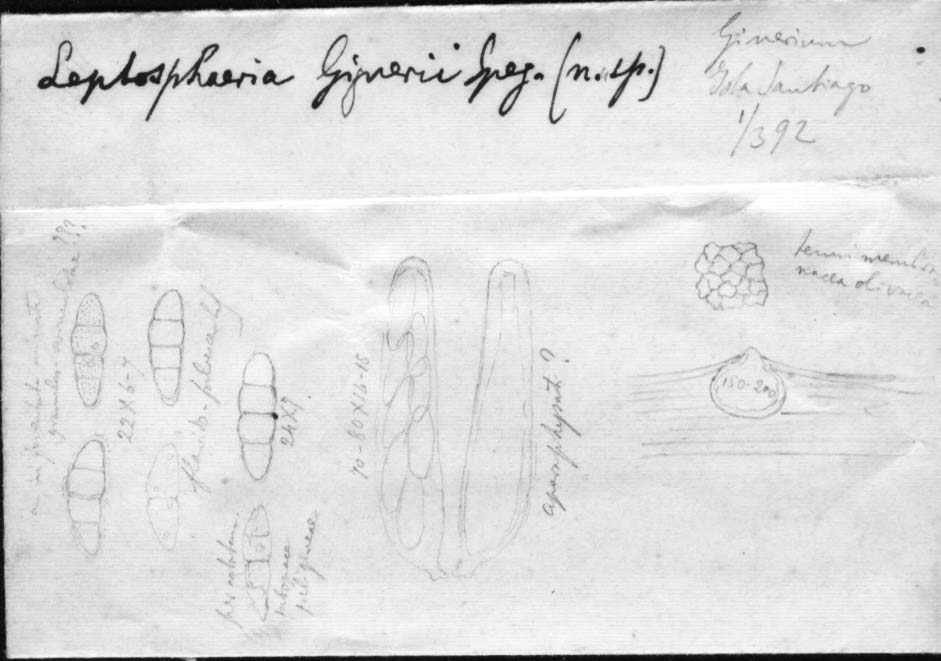dibujo de Leptosphaeria gynerii Speg.