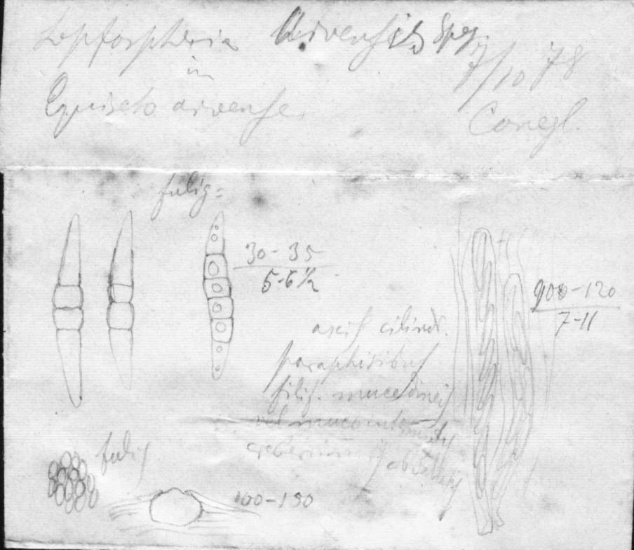 drawing of Leptosphaeria arvensis Speg.