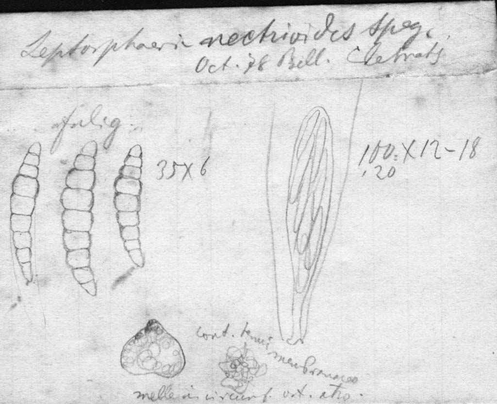 dibujo de Leptosphaeria nectrioides Speg.