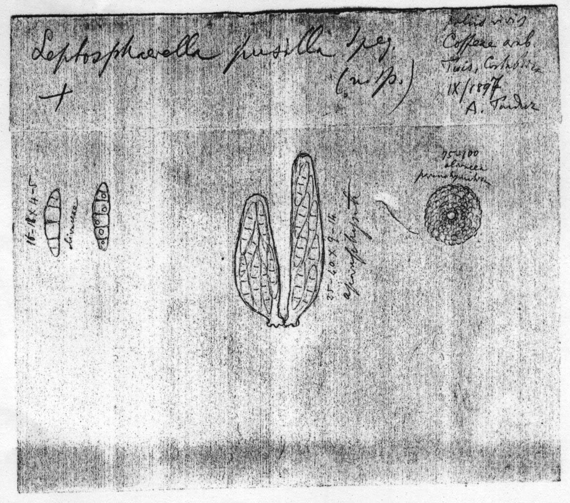 dibujo de Leptosphaeria nectrioides Speg.