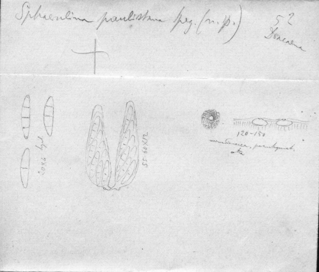 dibujo de Sphaerulina paulistana Speg.