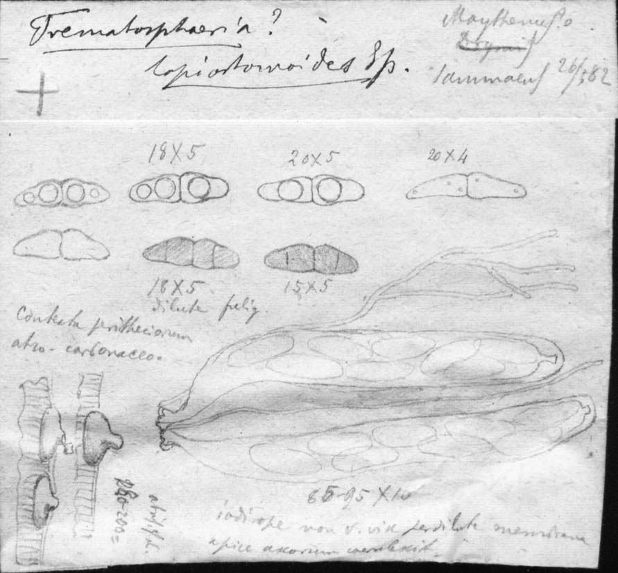 dibujo de Trematosphaeria lophiostomoides Speg.