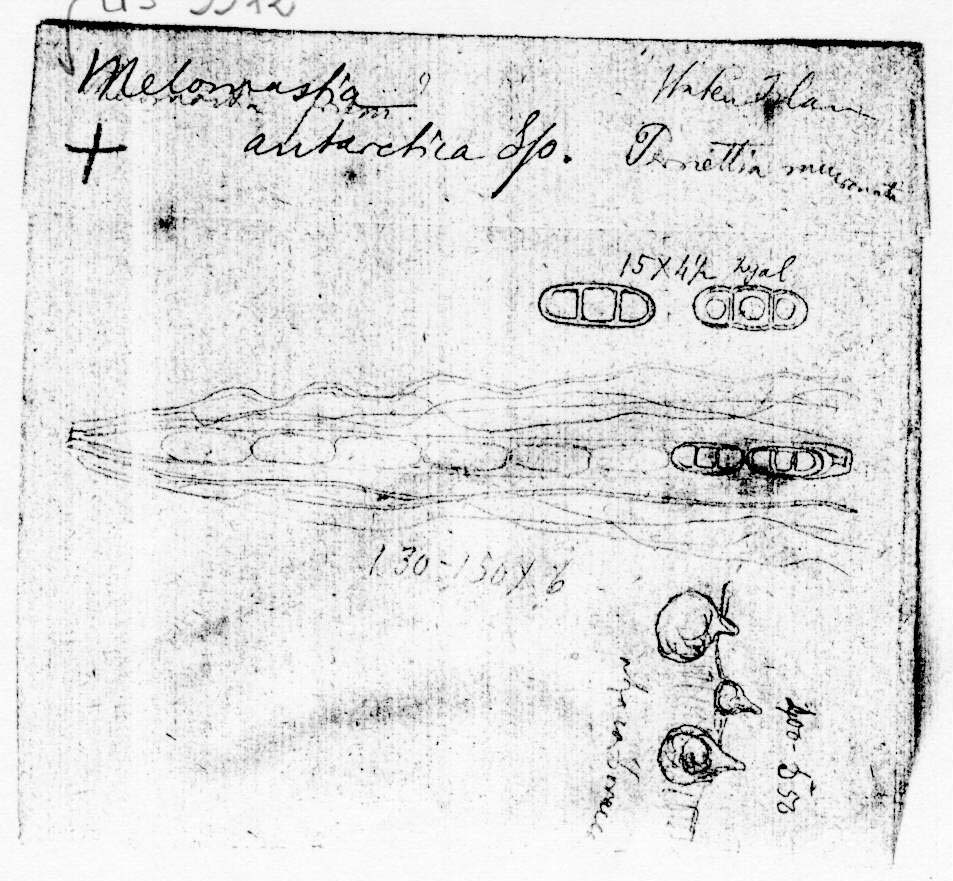 dibujo de Melomastia antarctica Speg.