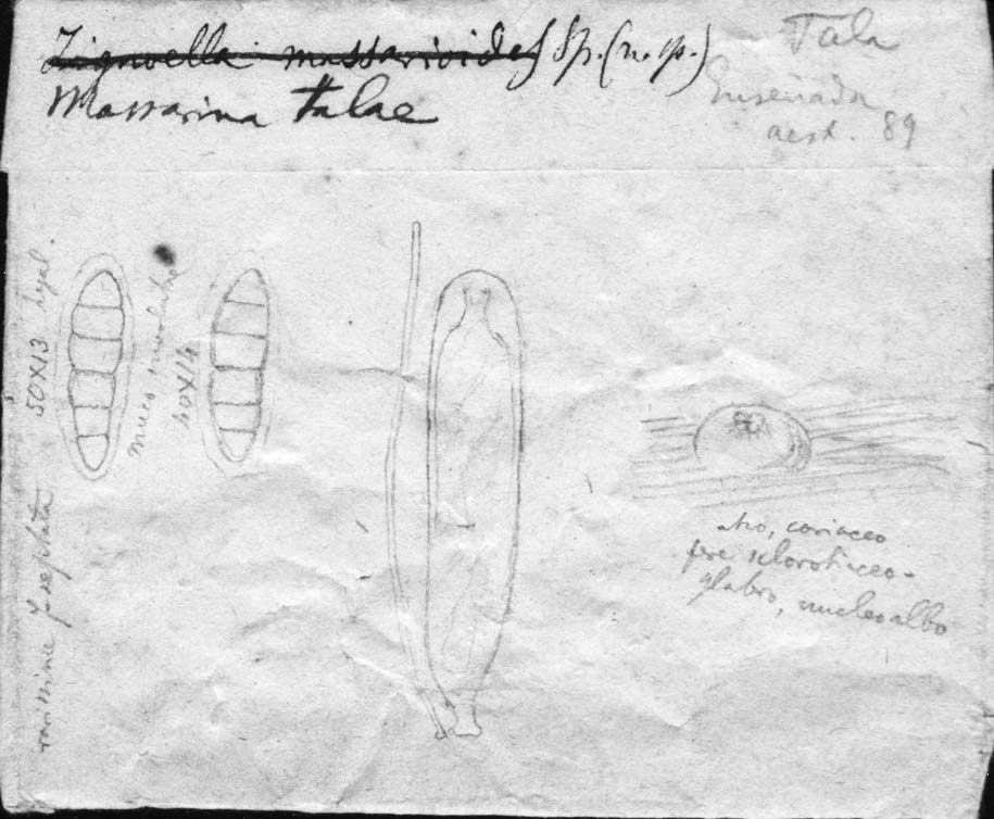 dibujo de Massarina talae Speg.