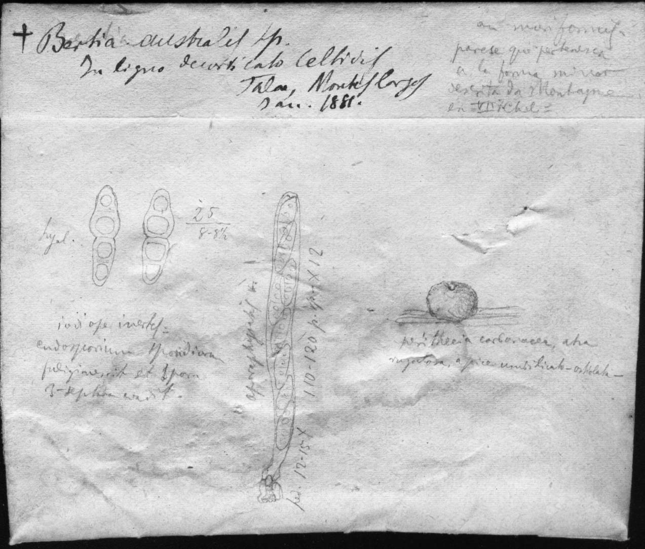 dibujo de Bertia australis Speg.