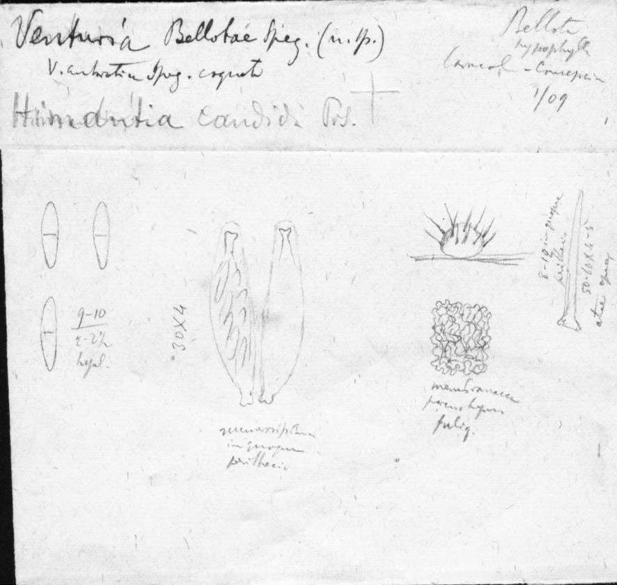 drawing of Venturia bellotae Speg.