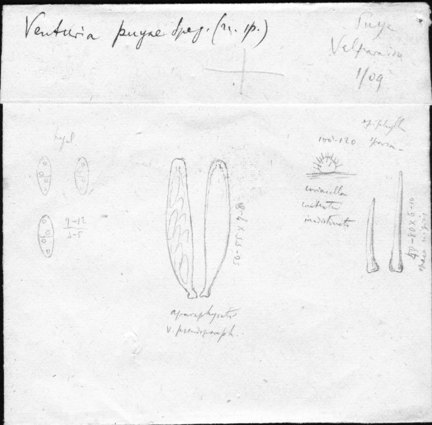 drawing of Venturia puyae Speg.