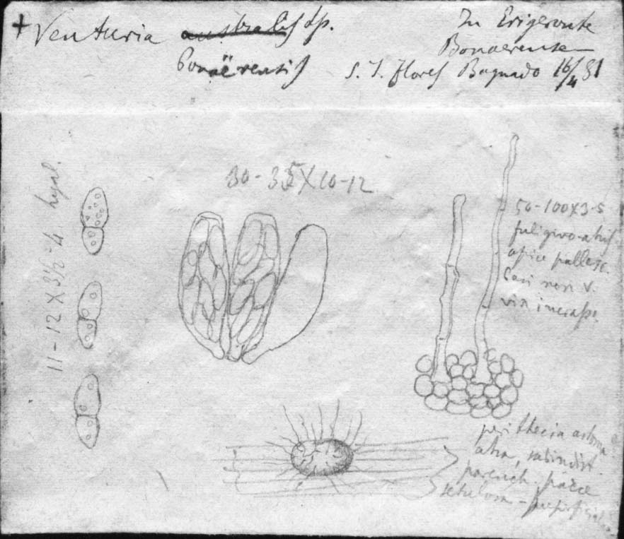 drawing of Venturia bonariensis Speg.