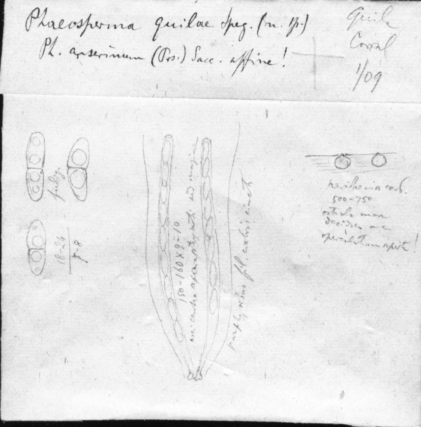 dibujo de Phaeosperma valdiviense Speg.