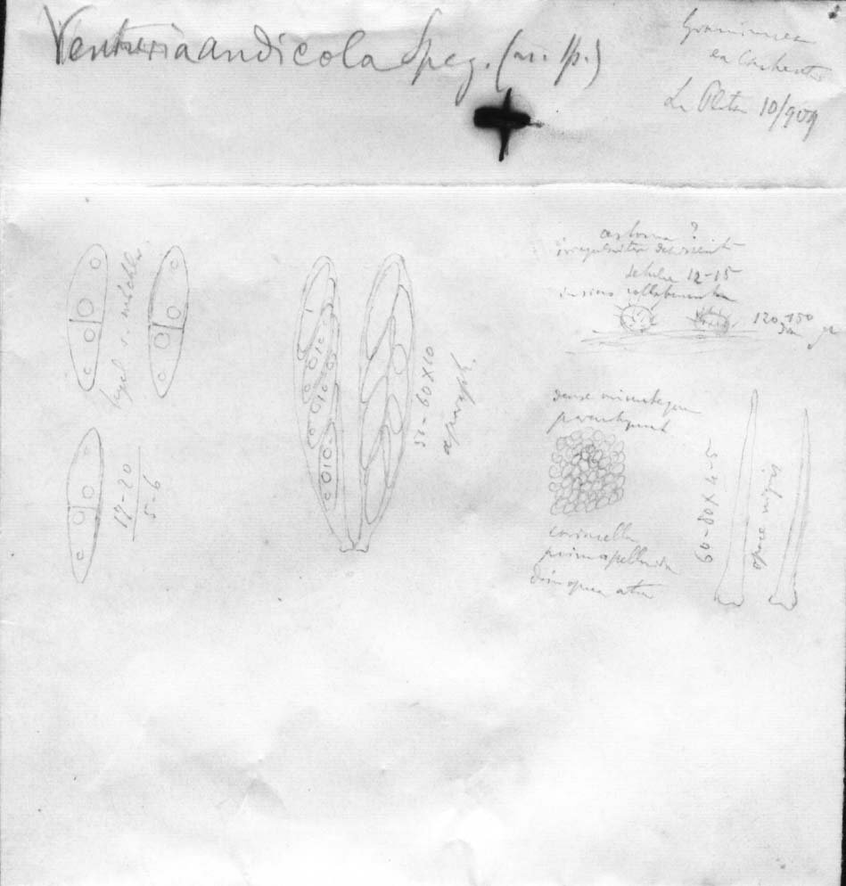 drawing of Venturia andicola Speg.