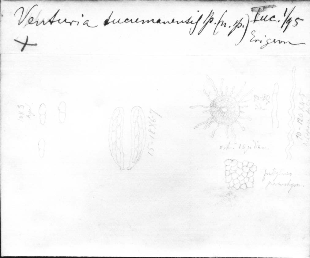 drawing of Venturia tucumanensis Speg.