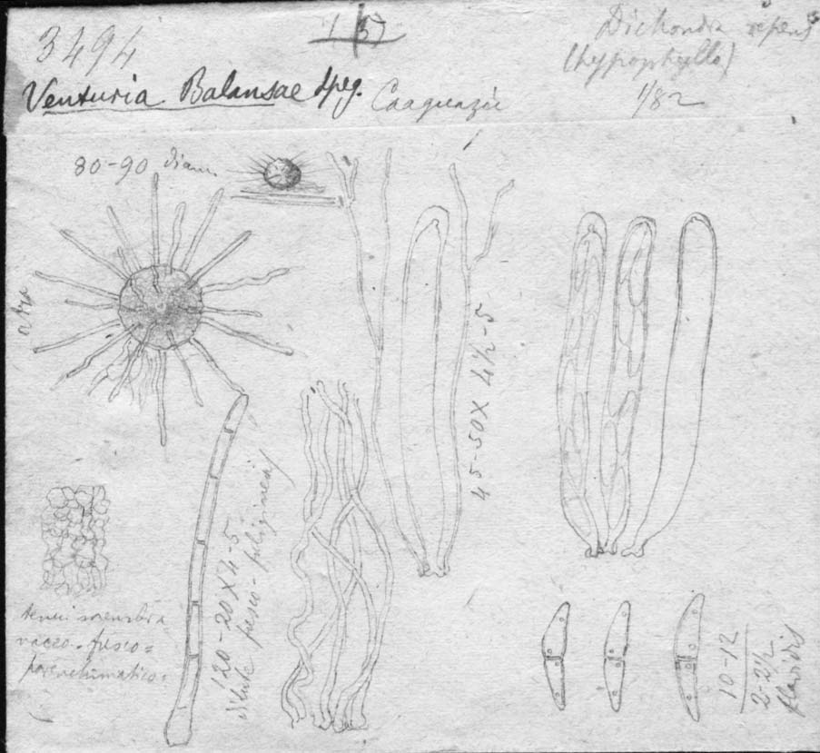 drawing of Venturia balansae Speg.