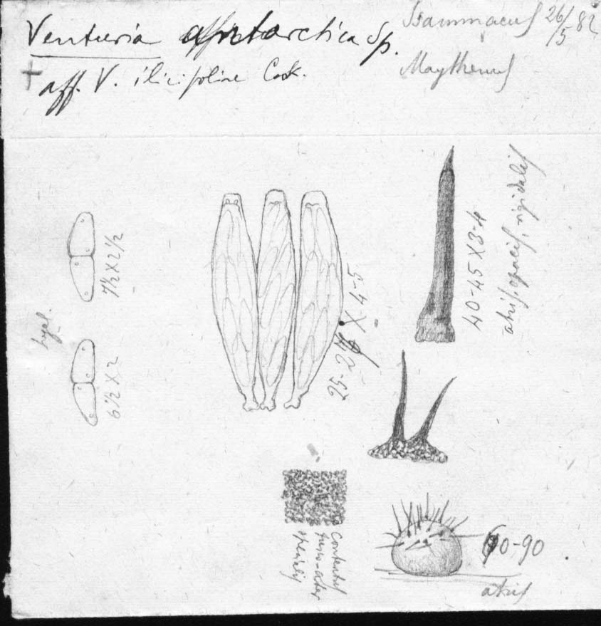 drawing of Venturia antarctica Speg.