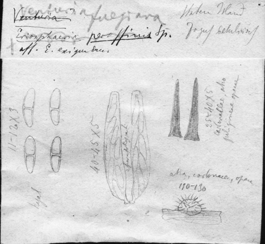 drawing of Venturia fuegiana Speg.