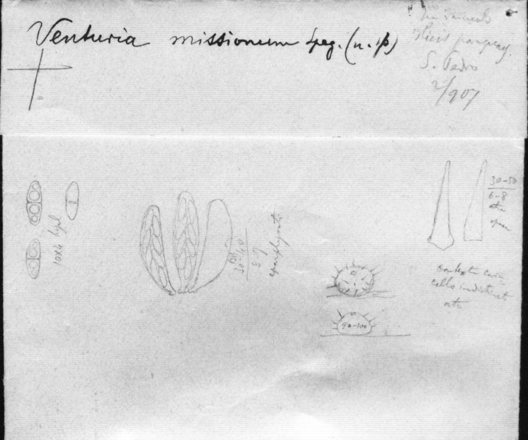 drawing of Venturia missionum Speg.