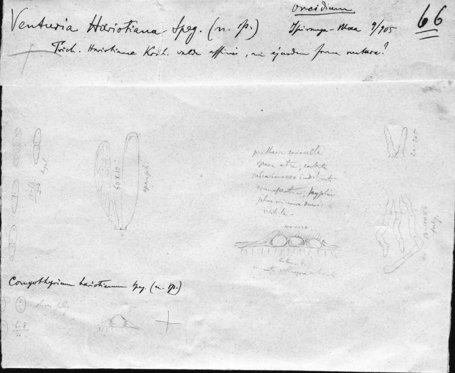 drawing of Venturia hariotiana Speg.