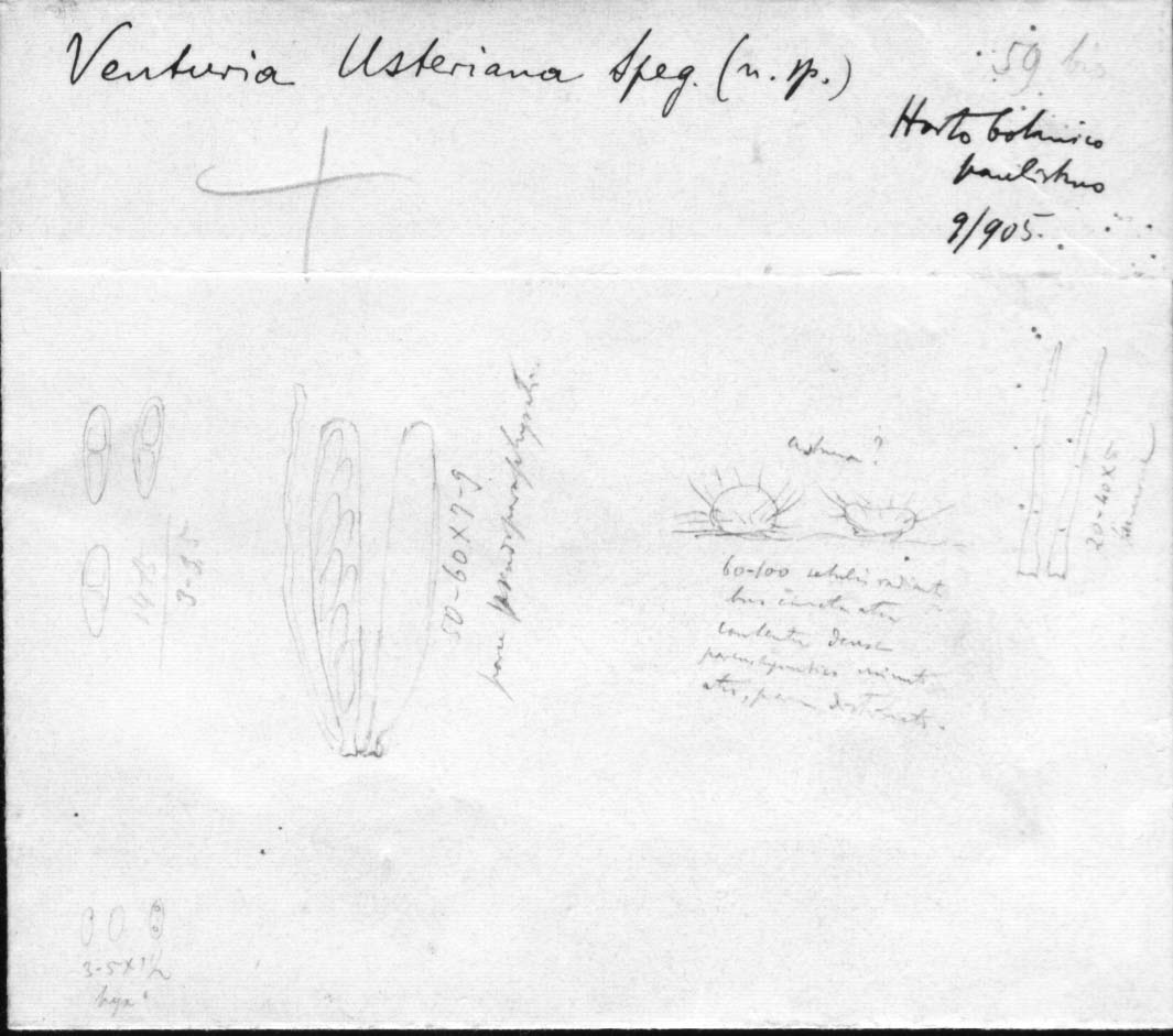 drawing of Venturia usteriana Speg.