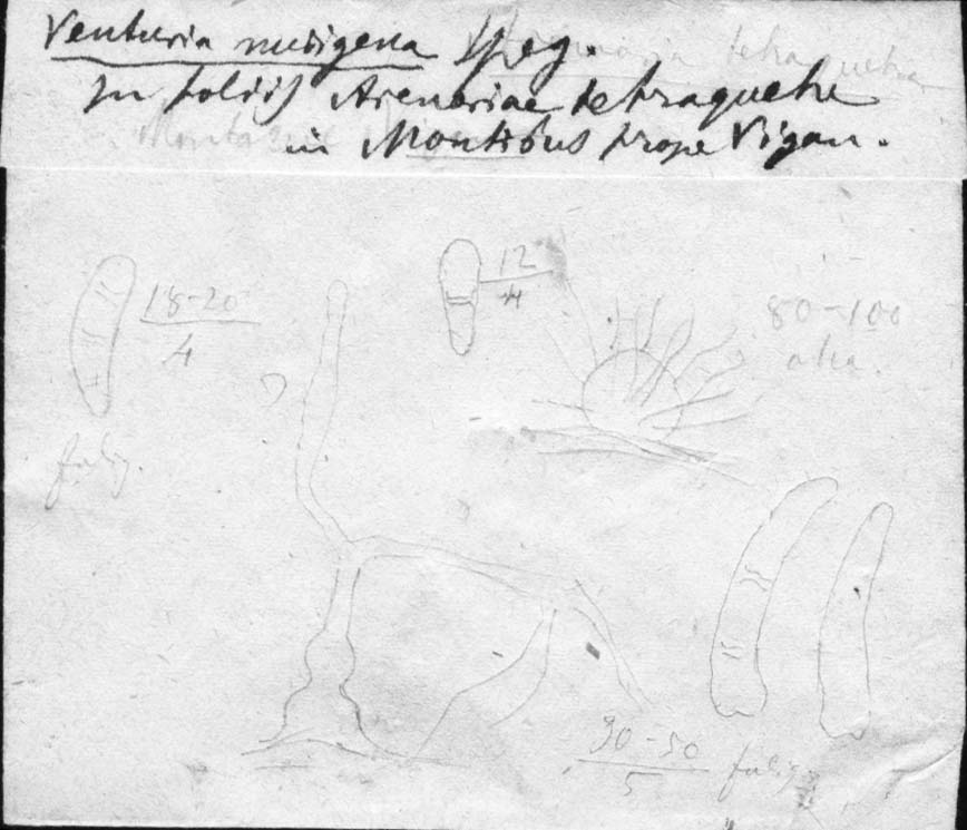 drawing of Venturia nubigena Speg.