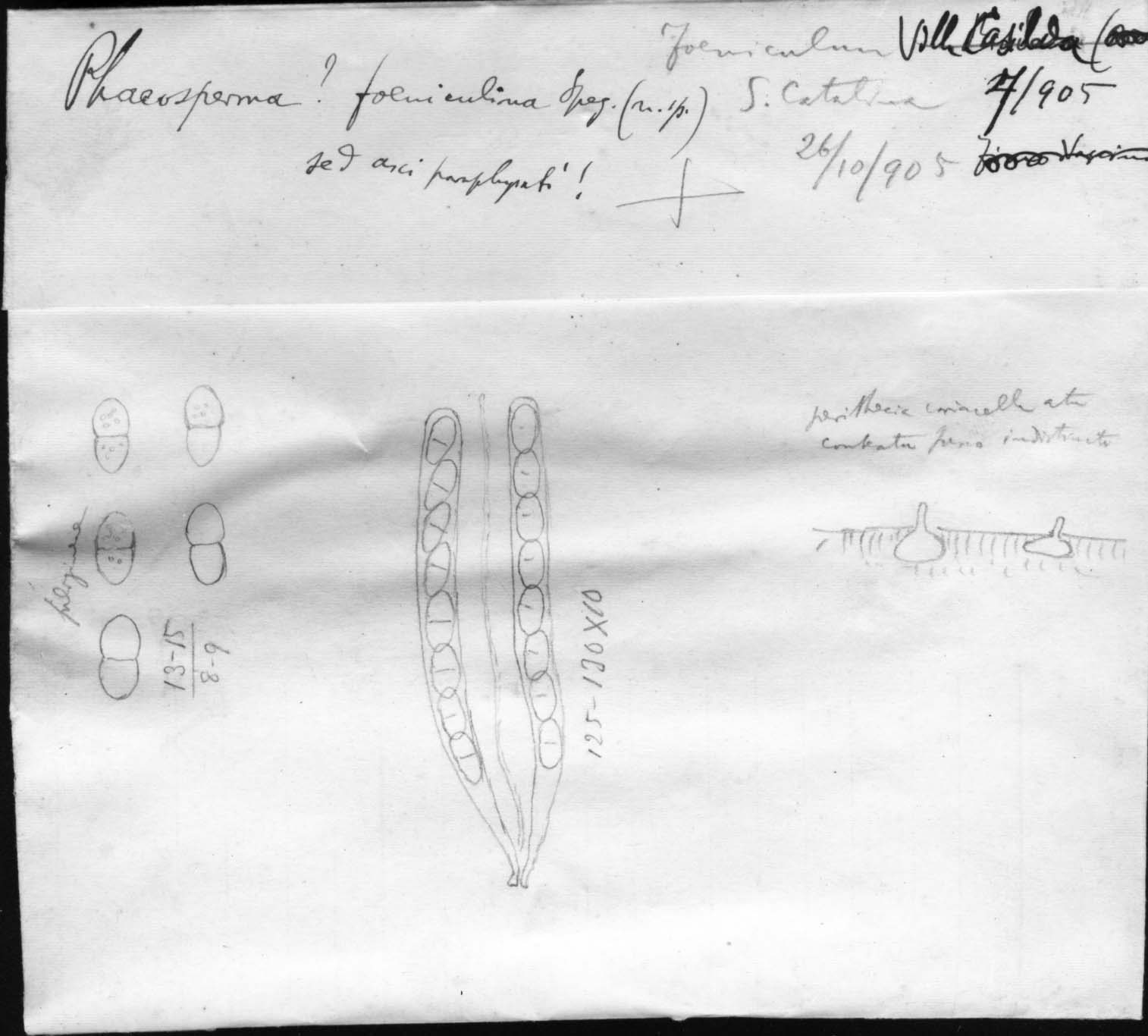 dibujo de Phaeosperma foeniculinum Speg.