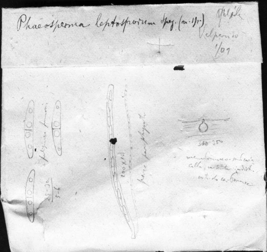 dibujo de Phaeosperma leptosporum Speg.