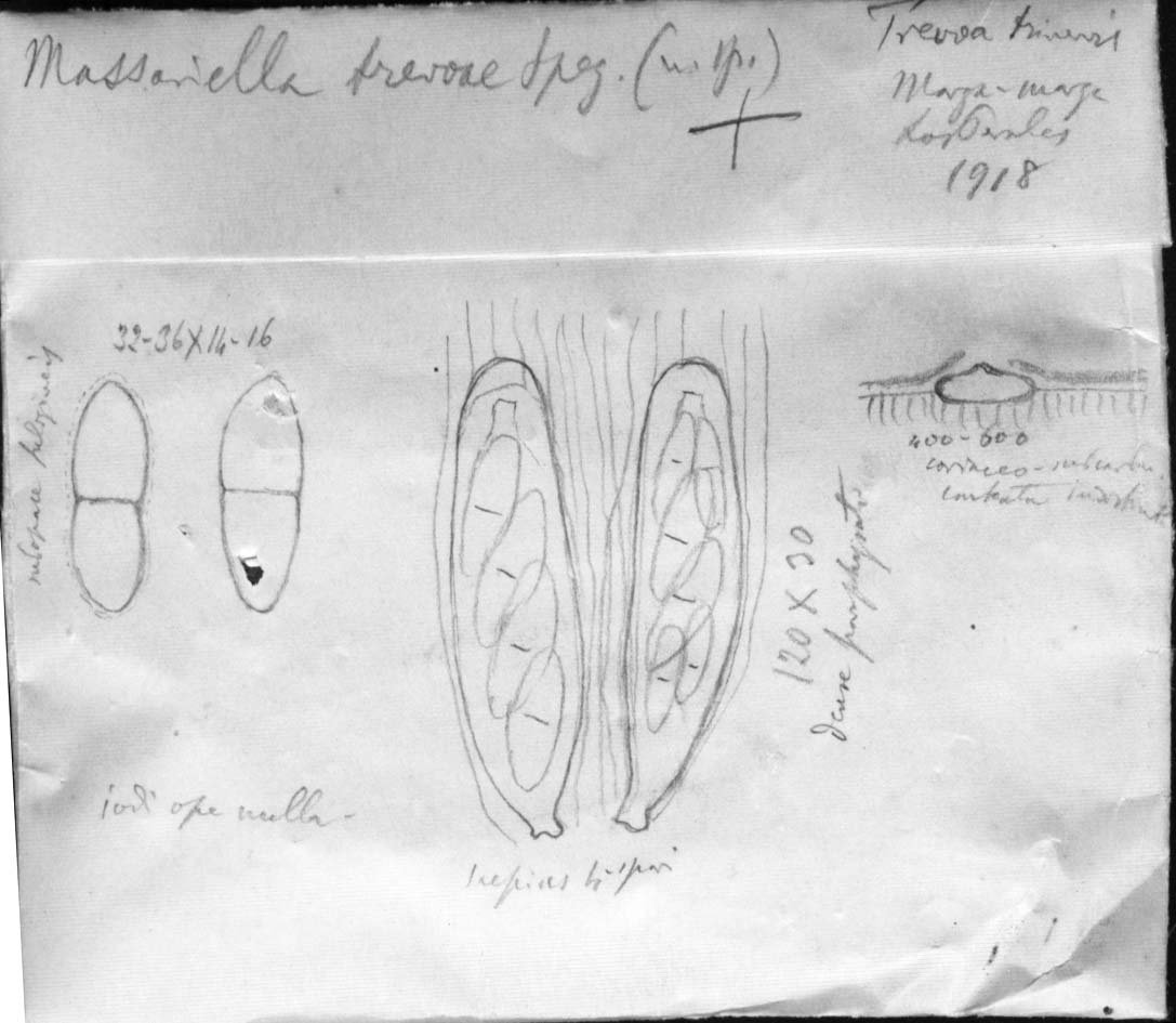 dibujo de Massariella trevoae Speg.