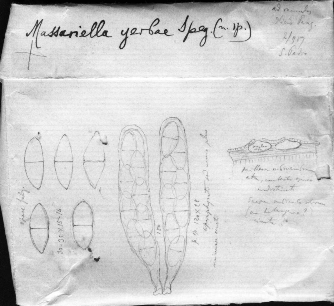 dibujo de Massariella yerbae Speg.