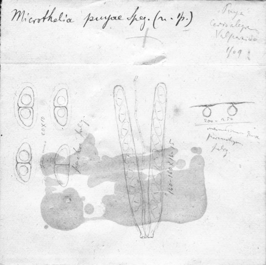dibujo de Microthelia puyae Speg.