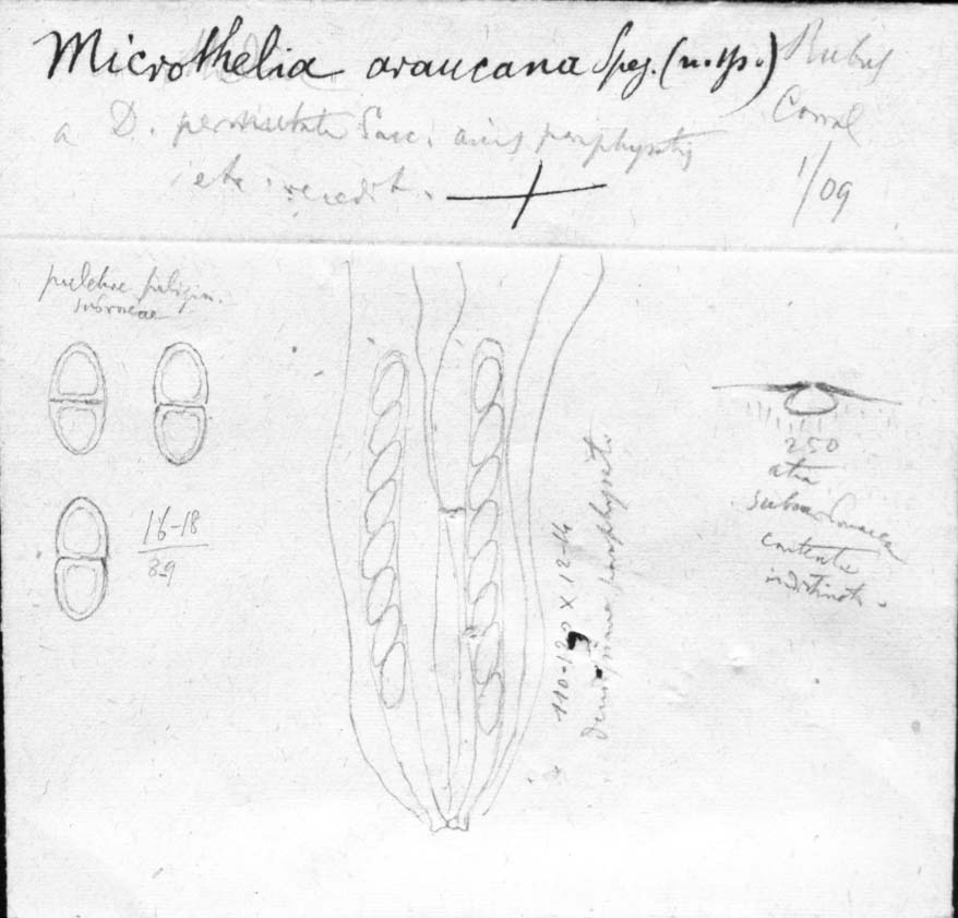 dibujo de Microthelia araucana Speg.