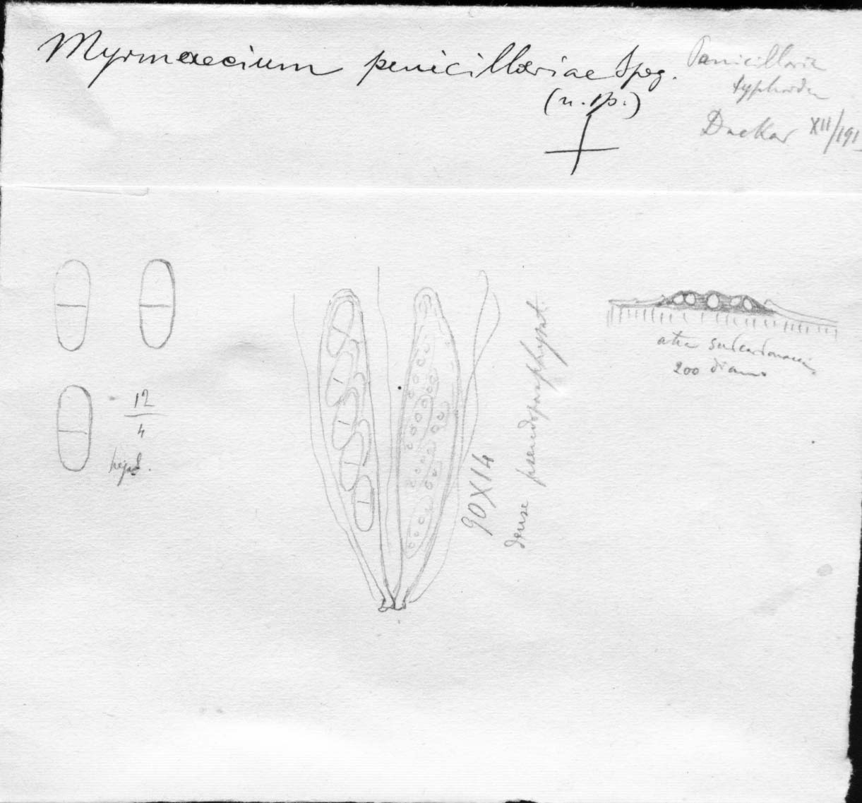 dibujo de Myrmaecium penicillariae Speg.