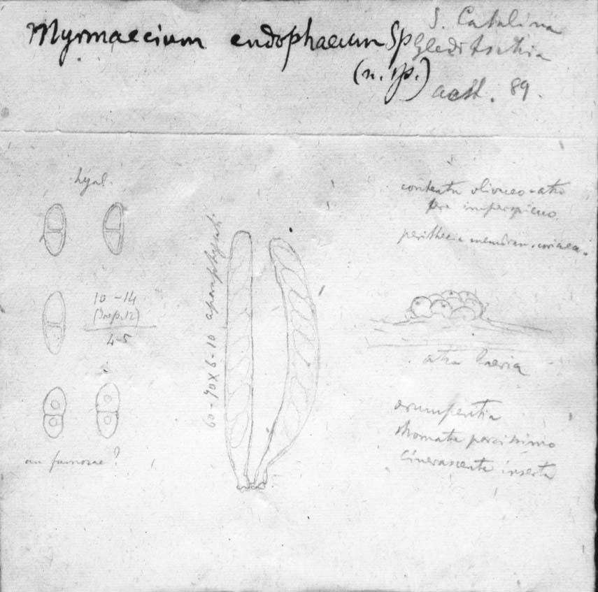 dibujo de Myrmaecium endophaeum Speg.