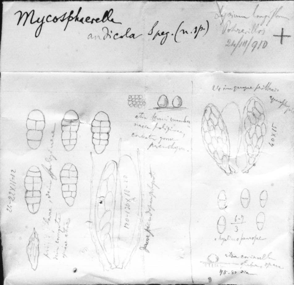 dibujo de Mycosphaerella andicola Speg.