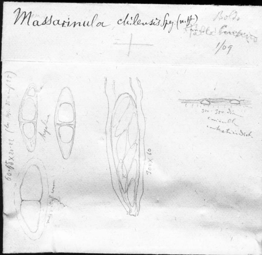 dibujo de Massarinula chilensis Speg.