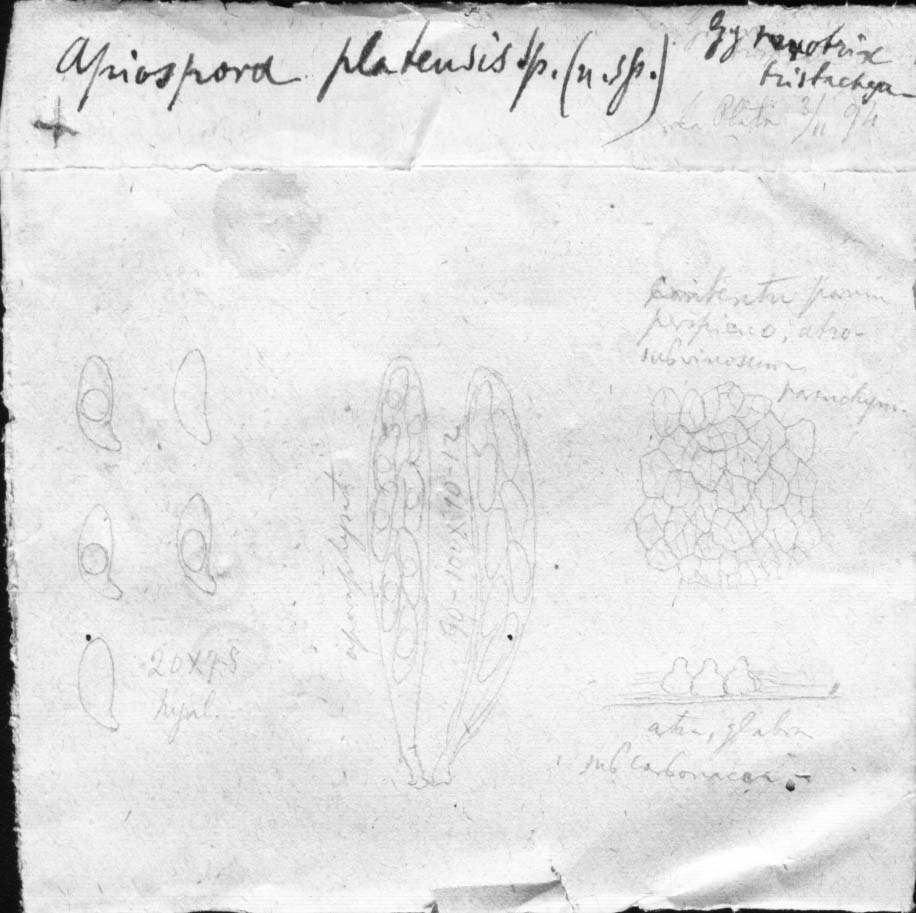 dibujo de Apiospora platensis Speg.