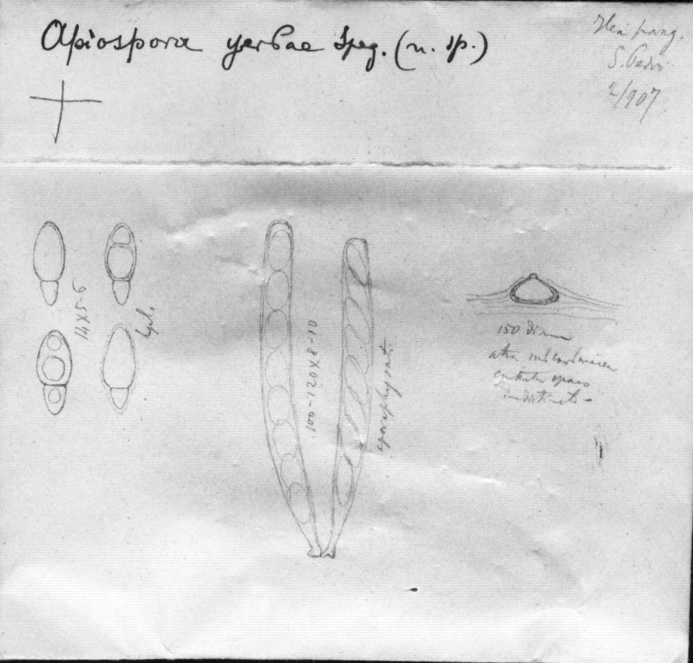 dibujo de Apiospora yerbae Speg.