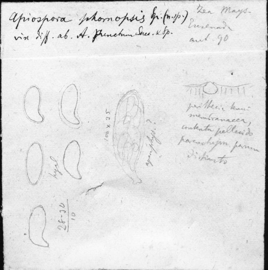 dibujo de Apiospora phomatopsis Speg.