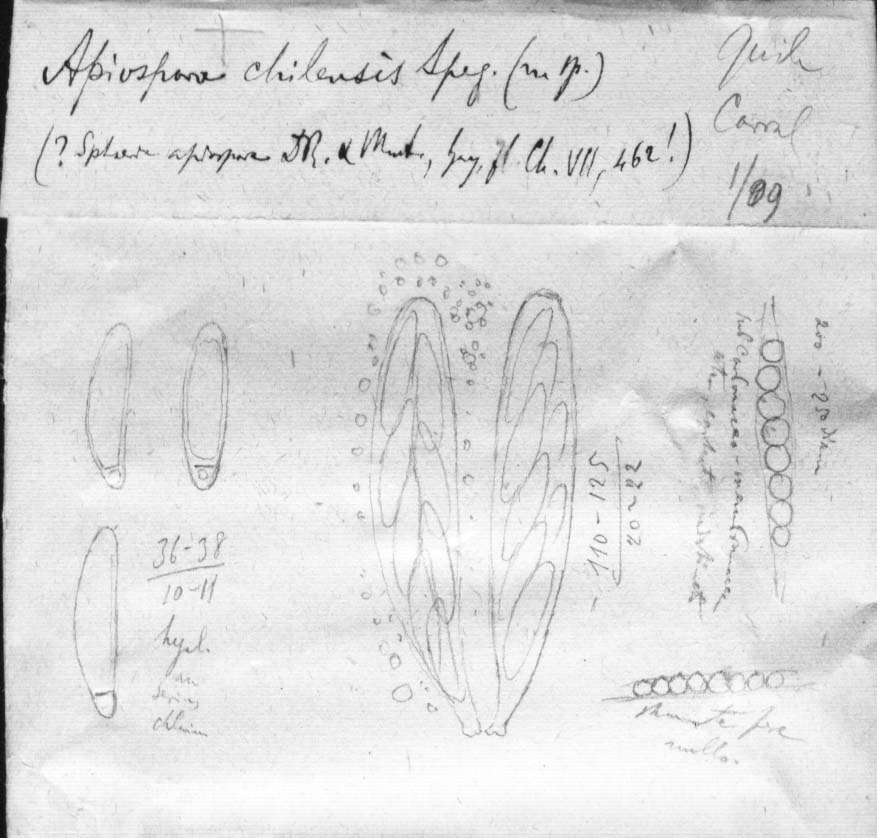 dibujo de Apiospora chilensis Speg.