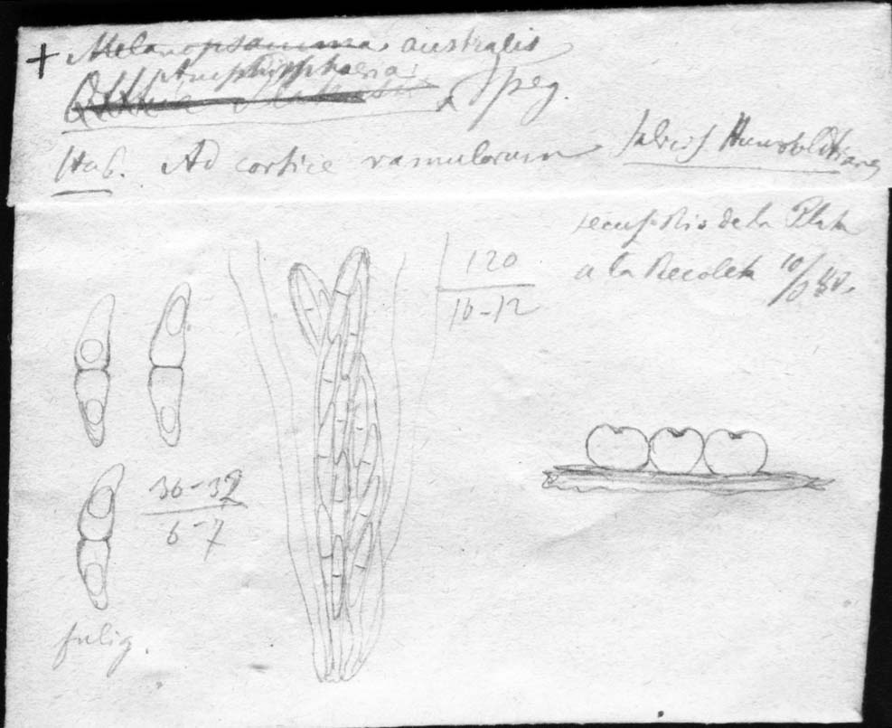 dibujo de Amphisphaeria australis Speg.