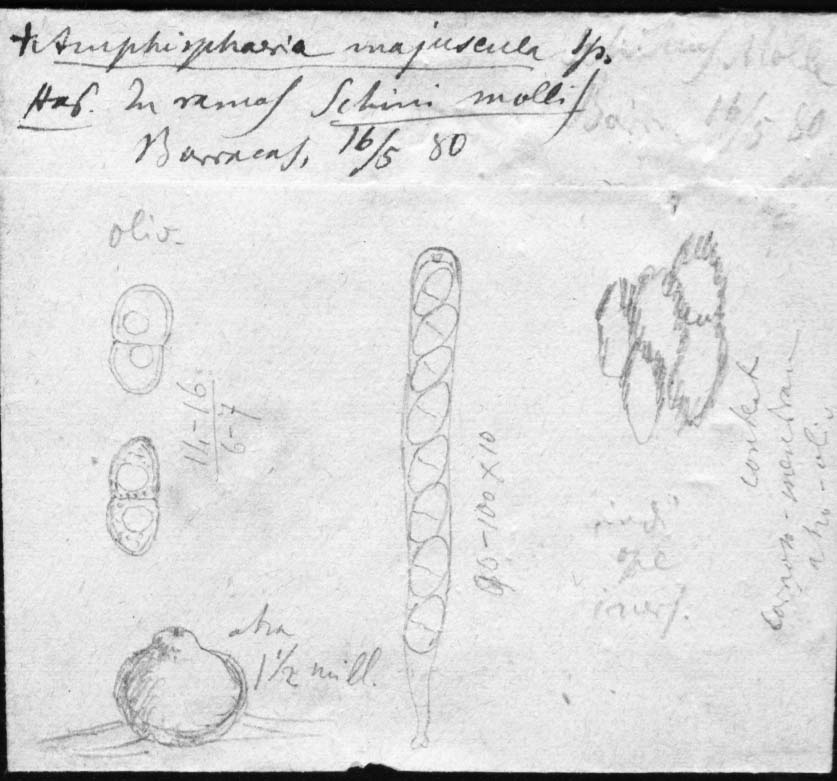 dibujo de Amphisphaeria majuscula Speg.